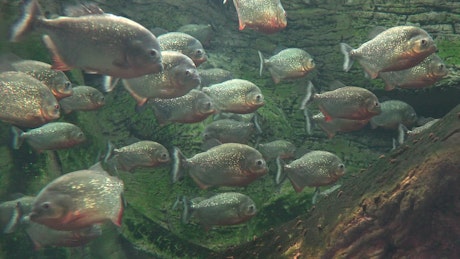 Piranha fish in a lake