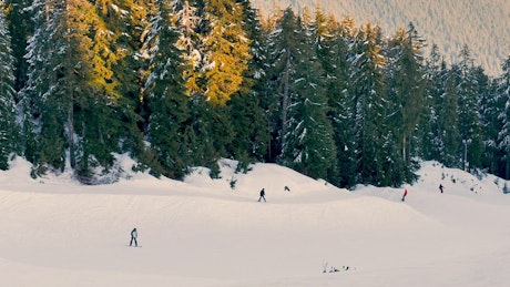 Plain near a forest with skiers