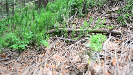 Plants growing across a forest clearing