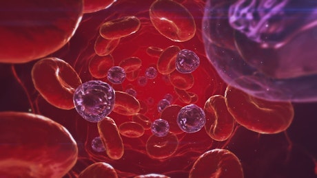 Platelets and red blood cells in the blood stream.