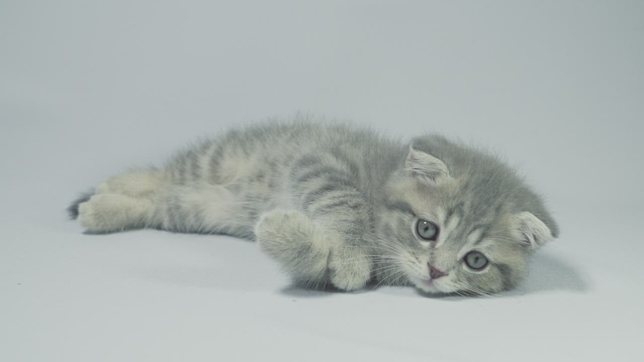 Playful grey kitten lying on a w slot gacor bulan ini hite background