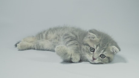 Playful grey kitten lying on a white background.