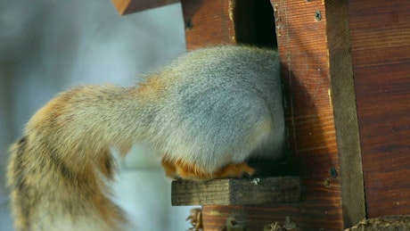 Playful squirrel eating.