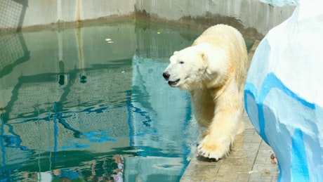 Polar bear walking at the zoo.