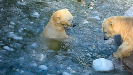 Polar bears playing with a plastic container in the ice.