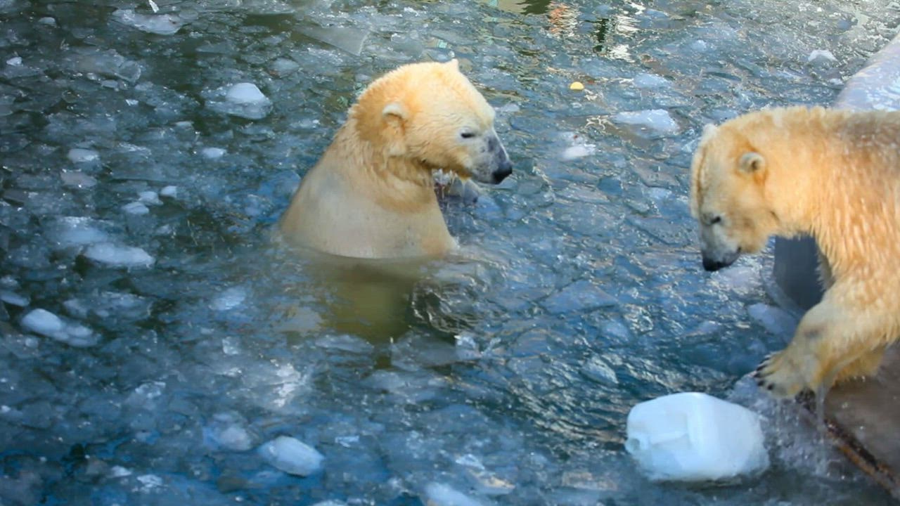 ⁣Beruang kutub bermain dengan wadah plastik di dalam es