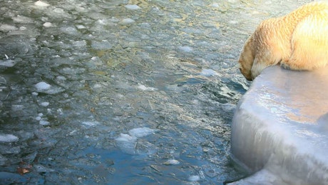 Polar bears swimming in ice.