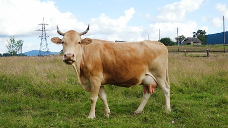 Portrait of a cow on a a grass field.