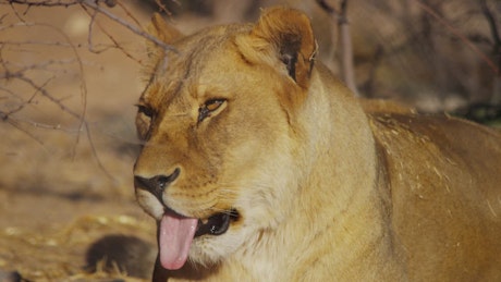 Portrait of a lioness yawning