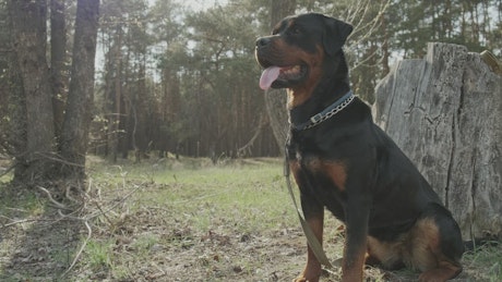 Portrait of a Rottweiler dog in the forest.