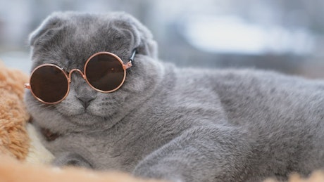 Portrait of a scottish shorthair gray cat in sunglasses.