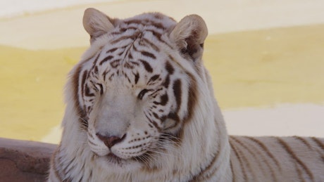 Portrait of a white tiger.