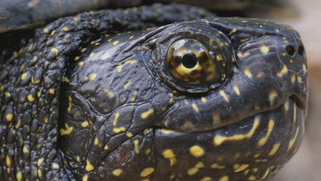 Portrait of black turtle with yellow spots.
