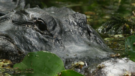 Portrait to a crocodile in a swamp