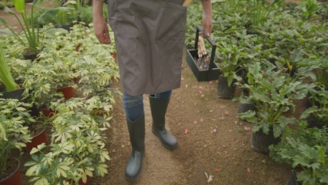 Professional gardener walking through a nursery.