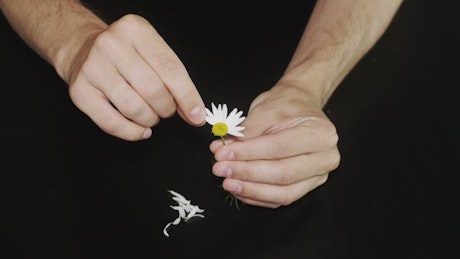 Pulling petals from a Daisy.