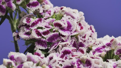 Purple and white flowers.