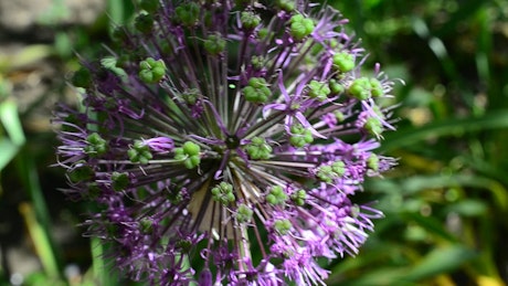 Purple flowering plant in a close shot