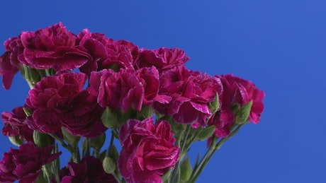 Purple flowers with a blue background.