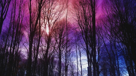 Purple red and pink sky with silhouettes of trees.