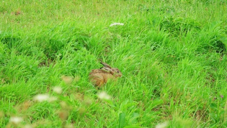 Rabbit walking through green grass.