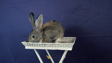 Rabbit with long ears sitting on a while stand.