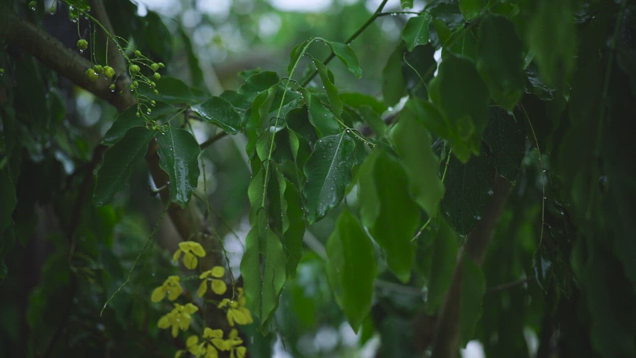 Rain wetting the leaves of a tree in the garden - Free Stock Video