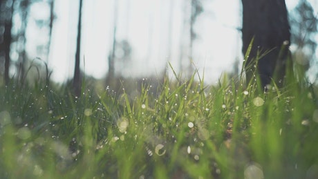 Raindrops on the grass.