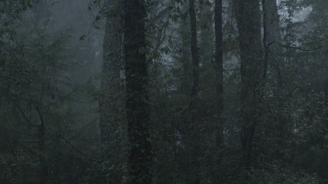 ⁣Raining in a cloud forest full of tall tree uang 888 login s