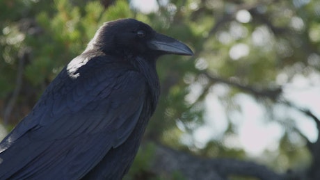 Raven looking around in a tree.