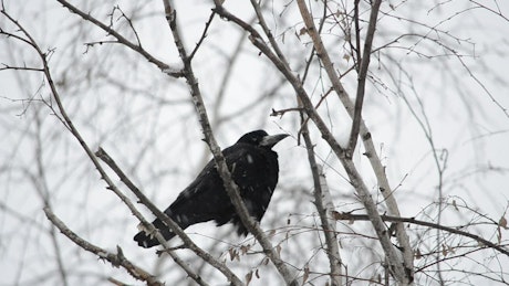Raven sitting in the snow.