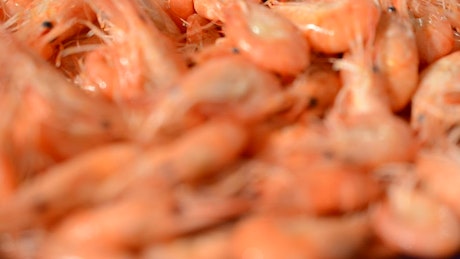 Raw sea shrimp.