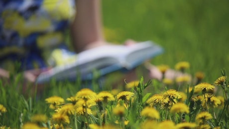 Reading a book in a meadow of yellow flowers.