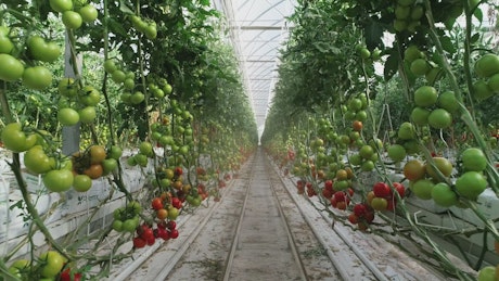 Red and green Tomatos