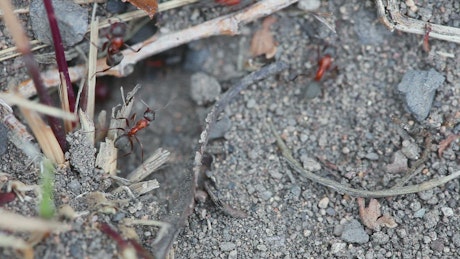 Red ants on the ground