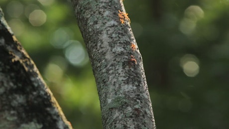 Red Ants running along a branch