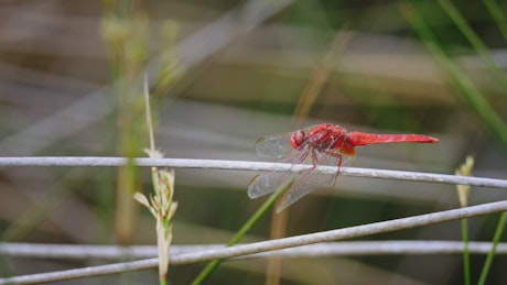 Red dragonfly sitting still on a blade of grass.