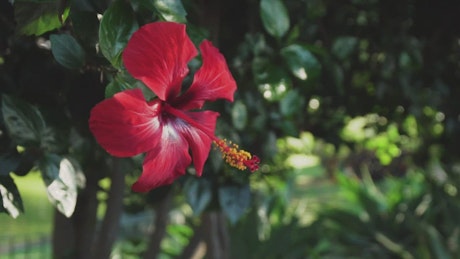 Red flower of a tree in a garden