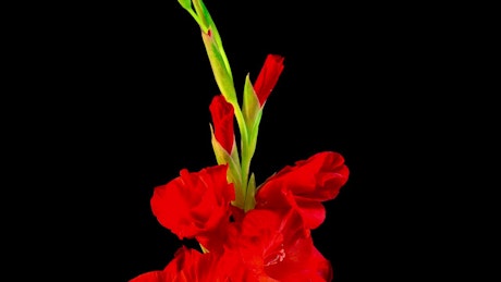 Red flower opening.