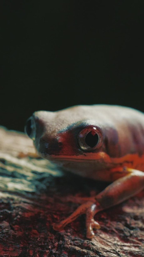 Red frog on a log.