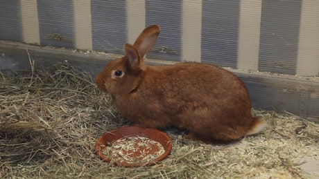 Red rabbit in a pen in a petting zoo.