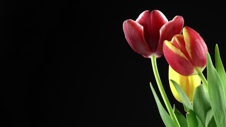 Red tulips on black background