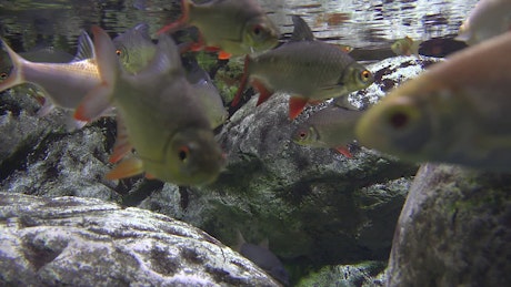 Redfin Tinfoil Barbs swimming in fresh water between rocks.
