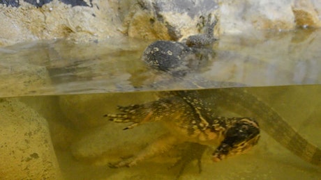Reptile in a Zoo tank.