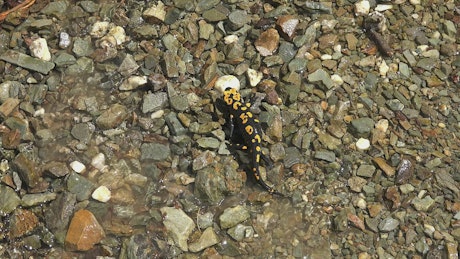 Reptile walking in a stone field.