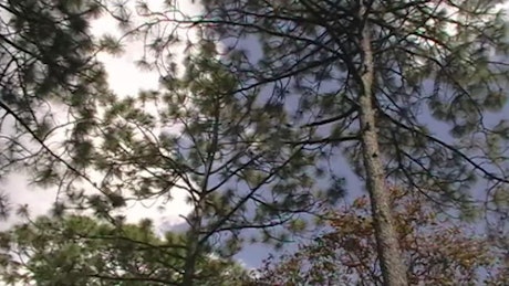 阳光明媚的森林里的大树的复古视频