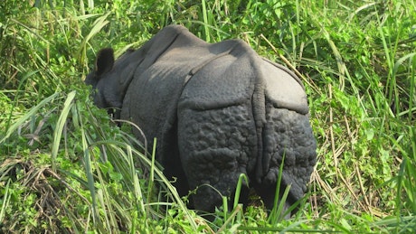 Rhino eating tall grass on the plains of Africa.