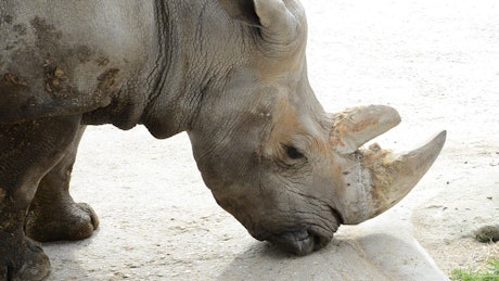 Rhinoceros in a Zoo
