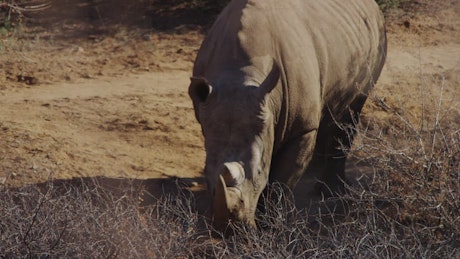 Rhinoceros searching for water in the desert.