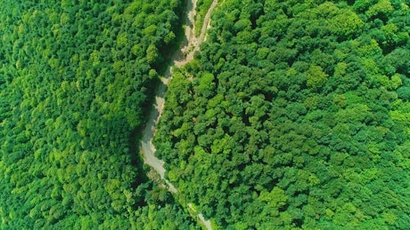 无人机拍摄的树与树之间的道路